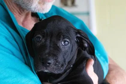 A young large-sized female Pit Bull Terrier dog named Rc Cola for adoption in Kansas City, MO