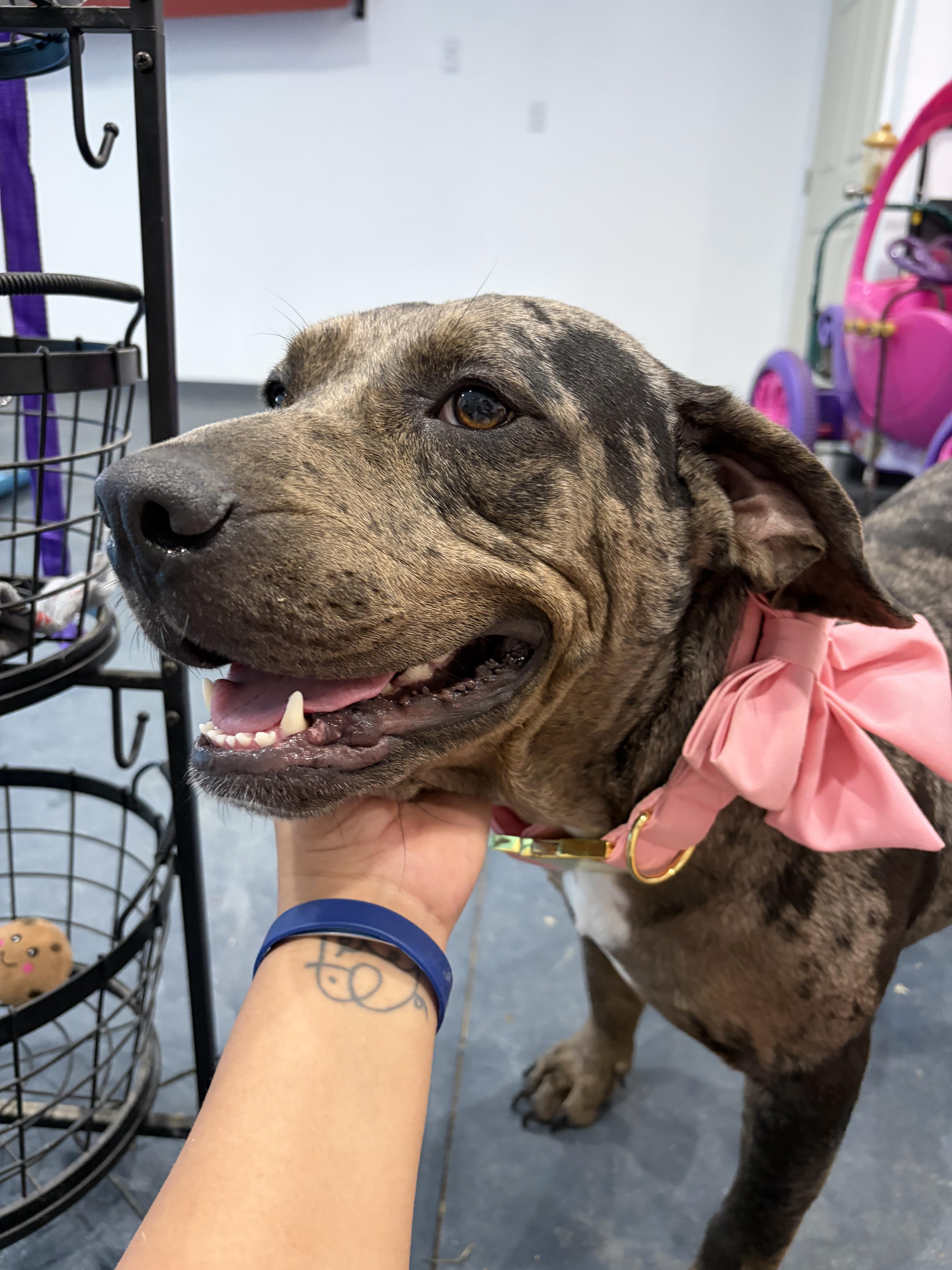 An adult medium-sized female Pit Bull Terrier dog named Genesis for adoption in Alvin, TX