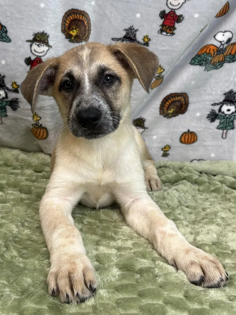 A baby large-sized female Border Collie dog named Latte for adoption in Wetumpka, AL