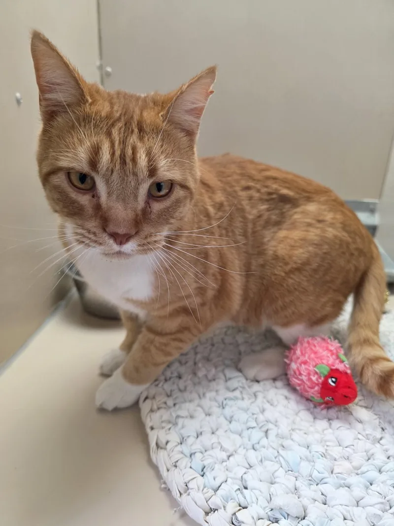 An adult medium-sized male Orange & White Domestic Short Hair cat named 61879274 for adoption in Elko, NV