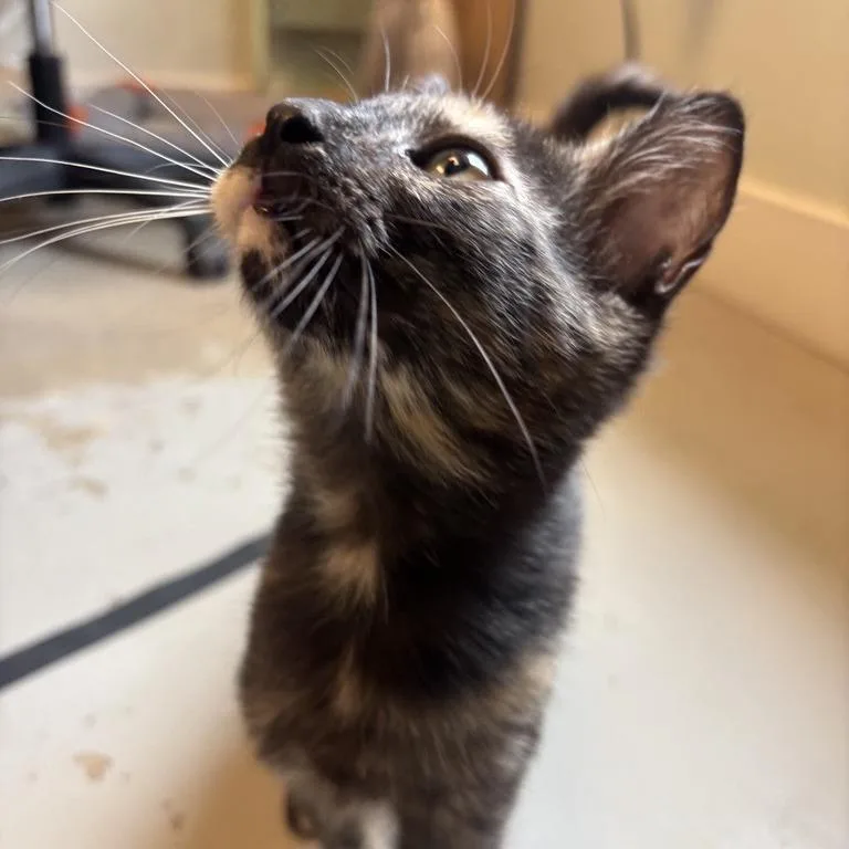 A baby small-sized female Calico American Shorthair cat named Spice for adoption in Freeport, FL