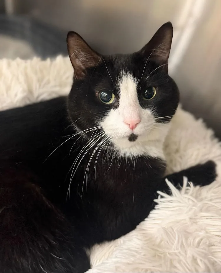 A young medium-sized male Domestic Short Hair cat named Yoda for adoption in Marietta, GA