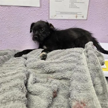 A baby small-sized female Black Terrier dog named 60852892 for adoption in El Paso, TX