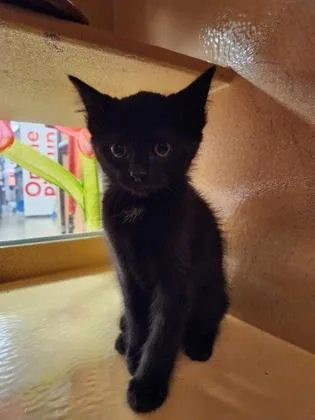 A baby small-sized male Domestic Short Hair cat named Sebastian for adoption in Wilkesboro, NC