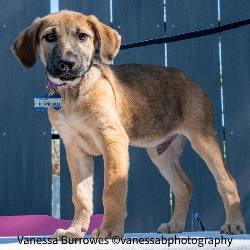A baby small-sized male Brown / Chocolate Shepherd dog named Bernoulli for adoption in Wake Forest, NC