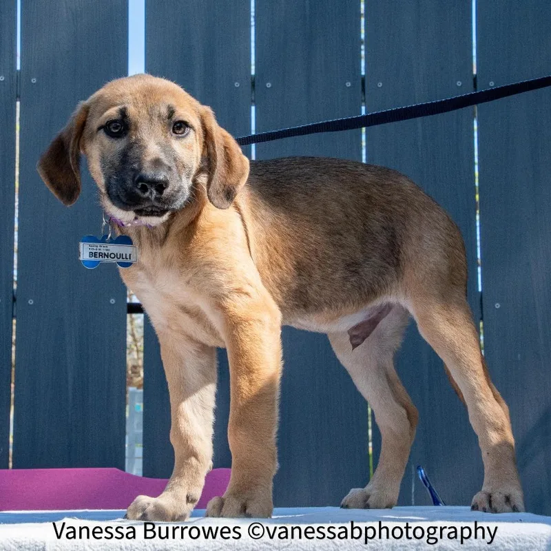 Bernoulli thumbnail 2