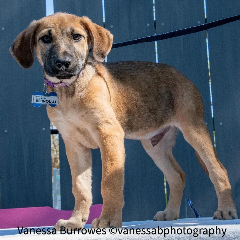 Bernoulli thumbnail 3