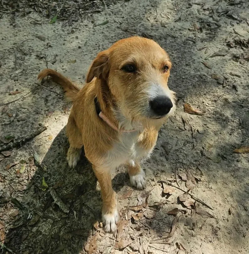 A young large-sized male Yellow / Tan / Blond / Fawn Mixed Breed dog named Matty for adoption in BONIFAY, FL