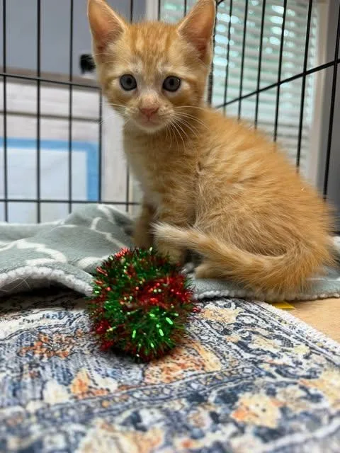 A baby medium-sized male Orange / Red Domestic Short Hair cat named Chopper for adoption in Royal Palm Beach, FL