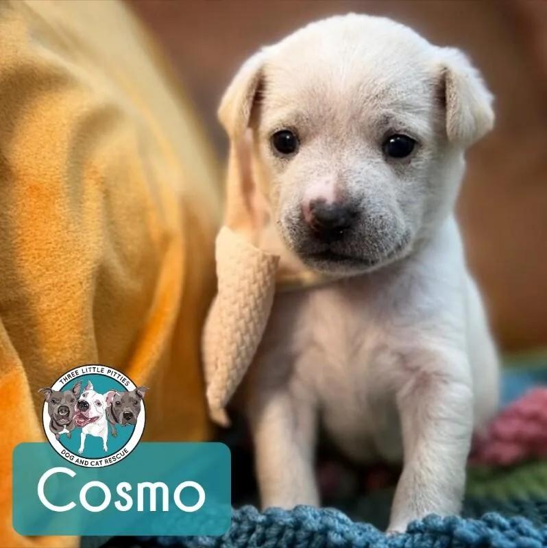 Cosmo Starlight thumbnail 3