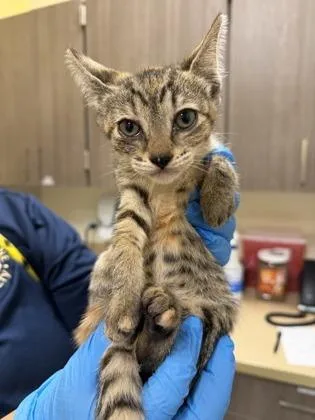 A baby small-sized female Domestic Short Hair cat named Tabitha for adoption in Honolulu, HI