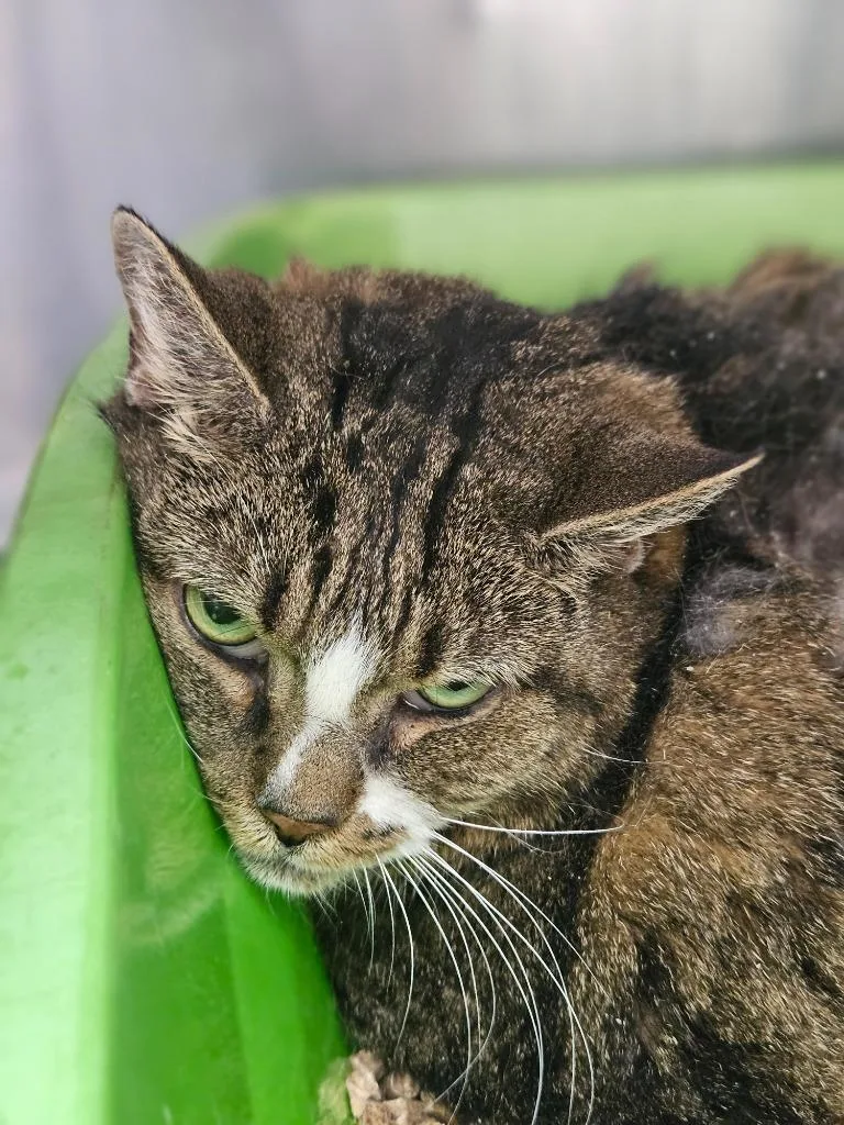 A senior medium-sized female Domestic Short Hair cat named Fozzie for adoption in Pomona, NY