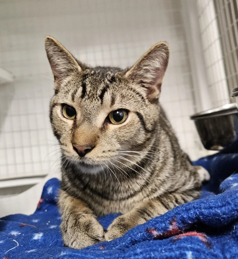 An adult medium-sized male Domestic Short Hair cat named Rod for adoption in Claremont, NH