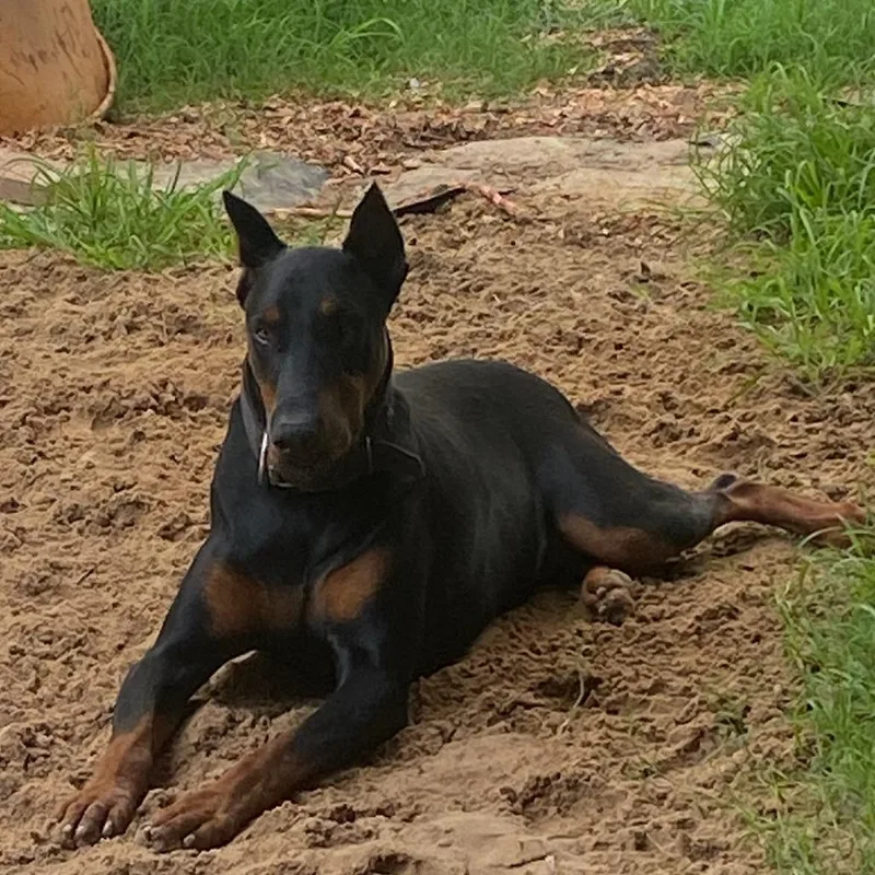 An adult large-sized male Black Doberman Pinscher dog named Tutu for adoption in Brownsboro, AL