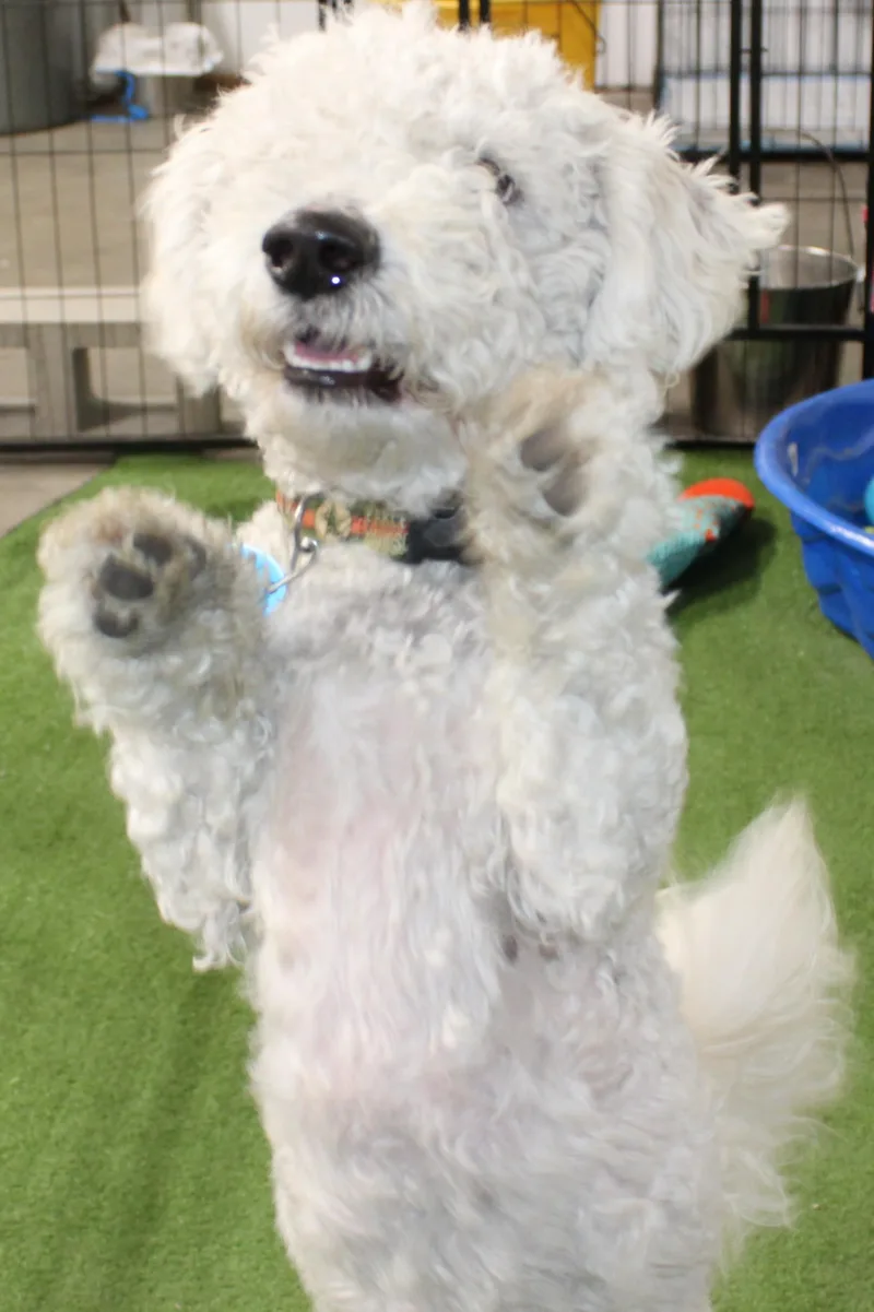A young small-sized male White / Cream Bichon Frise dog named Sol for adoption in Huron, SD
