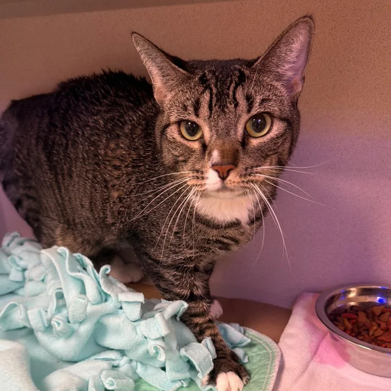 An adult large-sized female Brown / Chocolate Domestic Short Hair cat named Biitzen for adoption in New York, NY