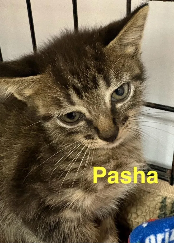 A baby medium-sized male Domestic Short Hair cat named Pasha for adoption in Saint Francisville, LA