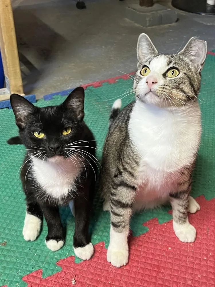 A young small-sized female Black & White / Tuxedo Domestic Short Hair cat named Jill for adoption in Akron, OH