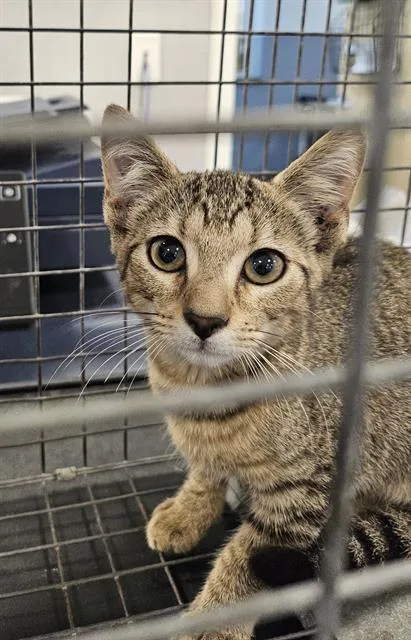A baby small-sized female Domestic Short Hair cat named A for adoption in Palmetto, FL