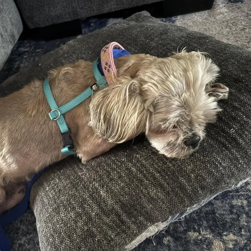 A senior small-sized female Yellow / Tan / Blond / Fawn Shih Tzu dog named Rudy for adoption in Tampa, FL