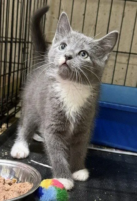 A young medium-sized female Gray & White Domestic Short Hair cat named Chloe for adoption in Apollo, PA