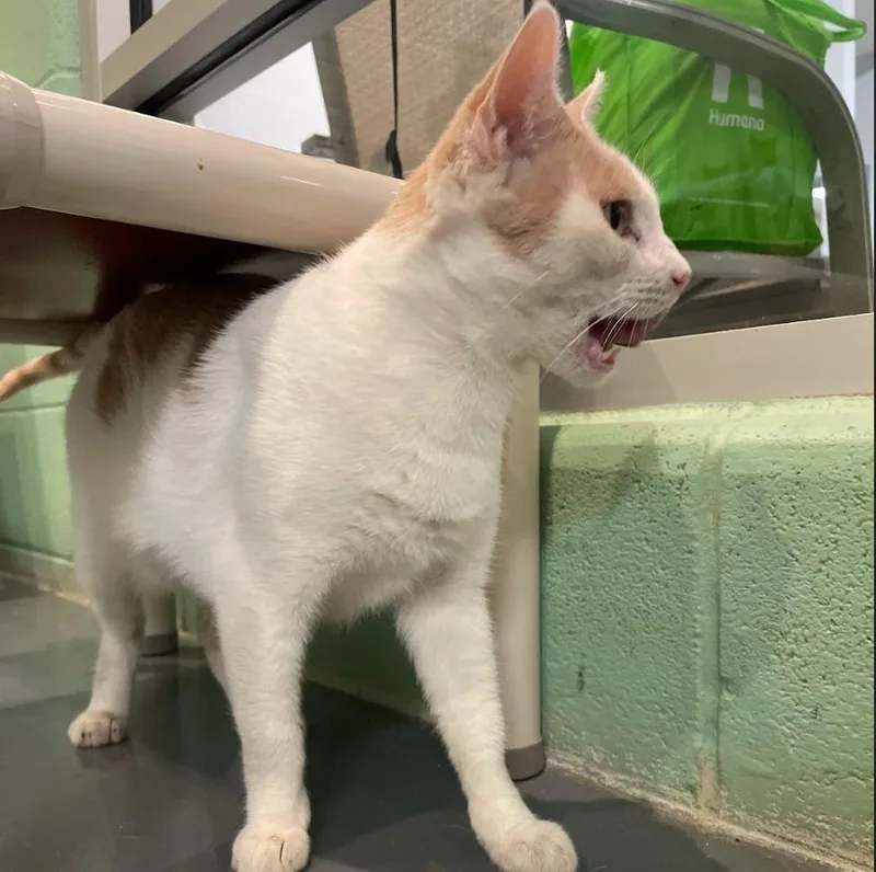 A senior medium-sized female Domestic Short Hair cat named Lily for adoption in South Bend, IN