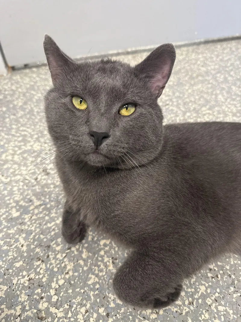 A young medium-sized male Gray / Blue / Silver Domestic Short Hair cat named Kratos for adoption in North Haven, CT