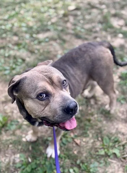An adult large-sized male Mixed Breed dog named Logan for adoption in West Chester, PA