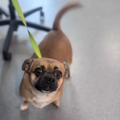 An adult small-sized female Mixed Breed dog named Lady Nugget for adoption in West Chester, PA