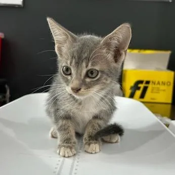 A baby small-sized male Gray / Blue / Silver American Shorthair cat named Jackfruit for adoption in Livingston, TX