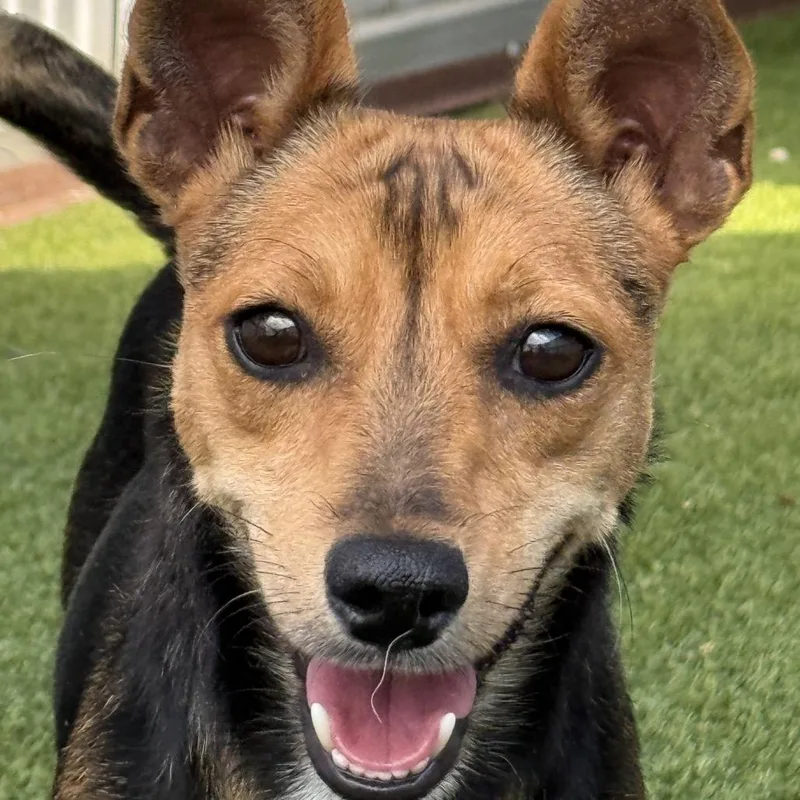 Lassie  With The thumbnail 4