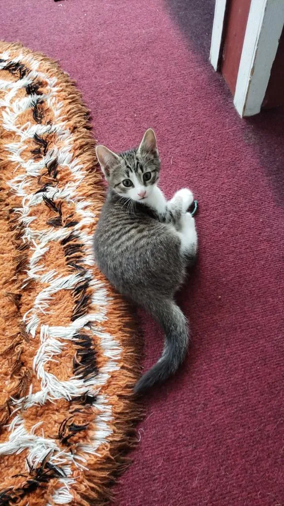 A baby small-sized male Domestic Short Hair cat named Big Boy for adoption in LIberty, NY