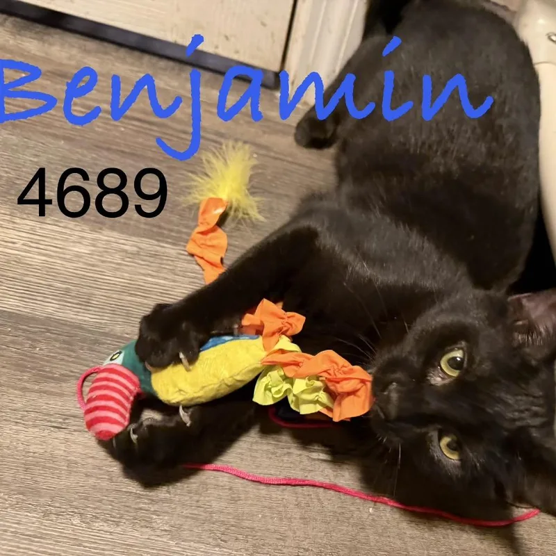A baby small-sized male Black Domestic Short Hair cat named Benjamin for adoption in Sequatchie, TN