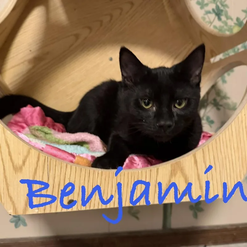 Benjamin thumbnail 2