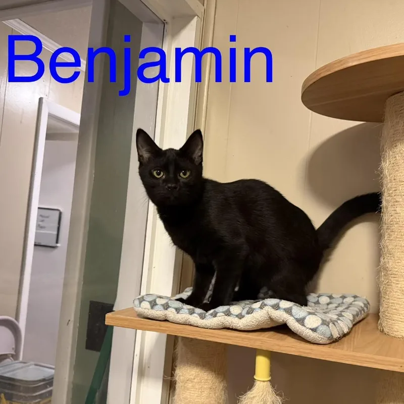 Benjamin thumbnail 3