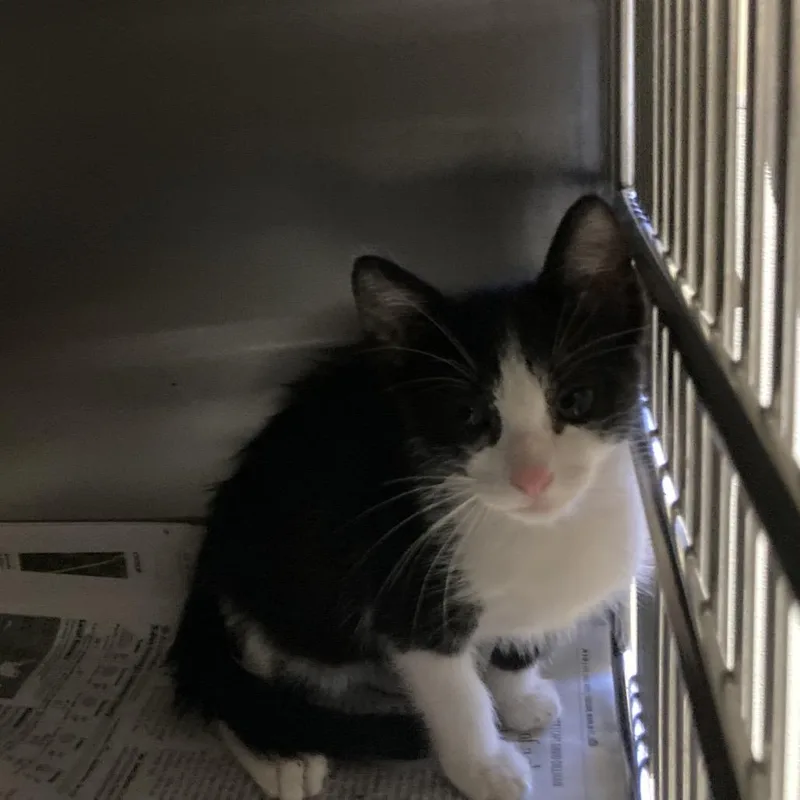 A baby small-sized male Black American Shorthair cat named Sid for adoption in Galveston, TX