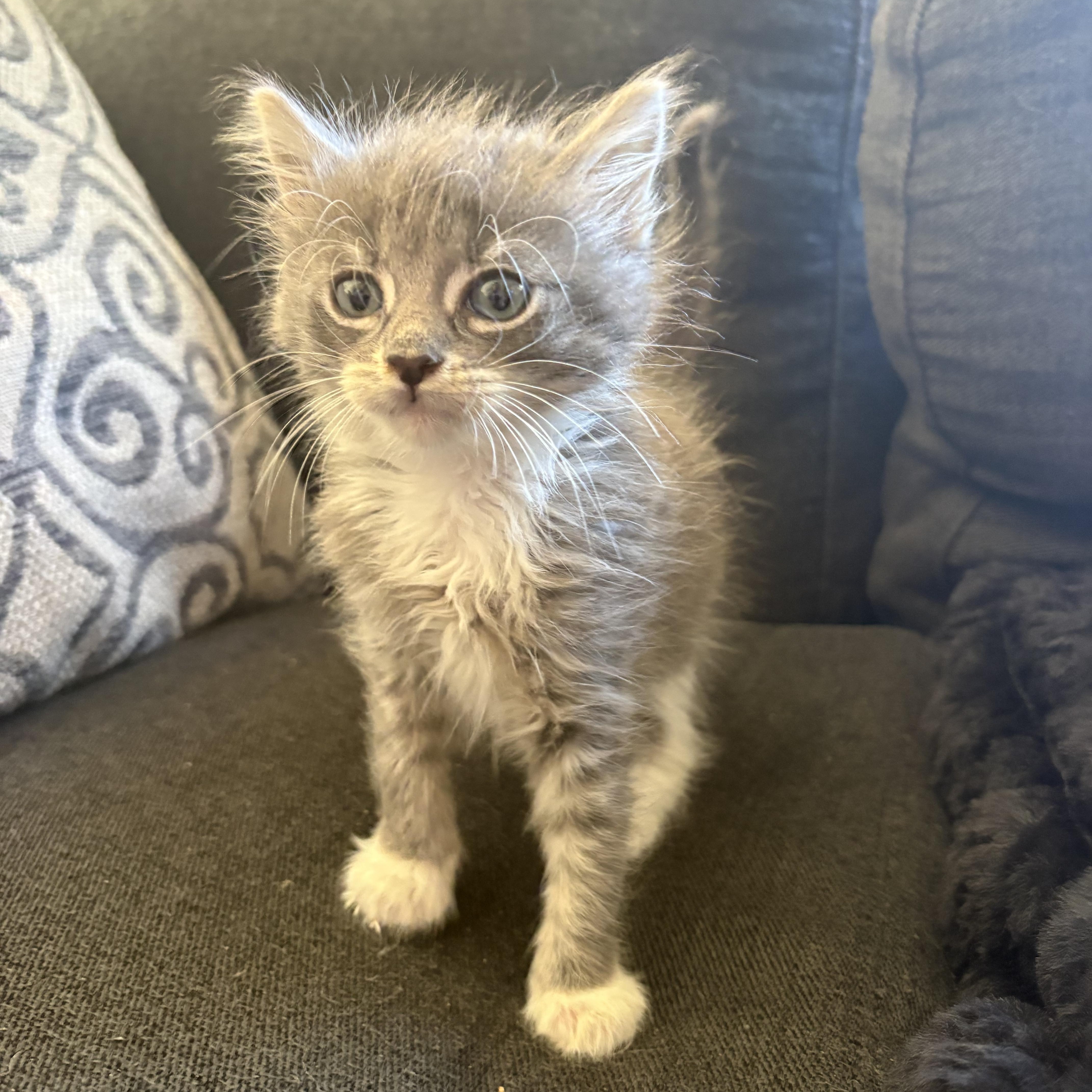 A baby medium-sized female Domestic Medium Hair cat named Gnocchi for adoption in Penryn, CA