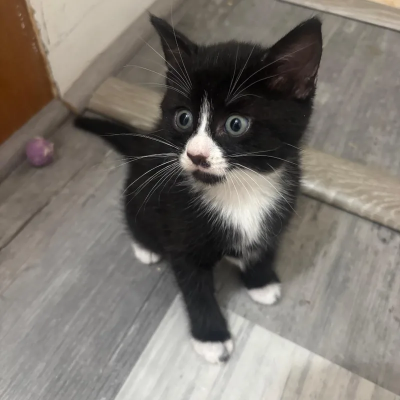 A baby small-sized female Black Domestic Short Hair cat named Giana for adoption in Middle Village, NY