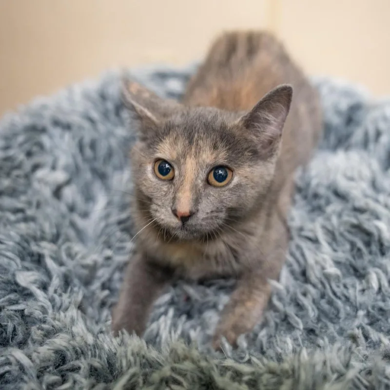 A baby small-sized female Gray / Blue / Silver Domestic Short Hair cat named Ethel for adoption in Gainesville, GA