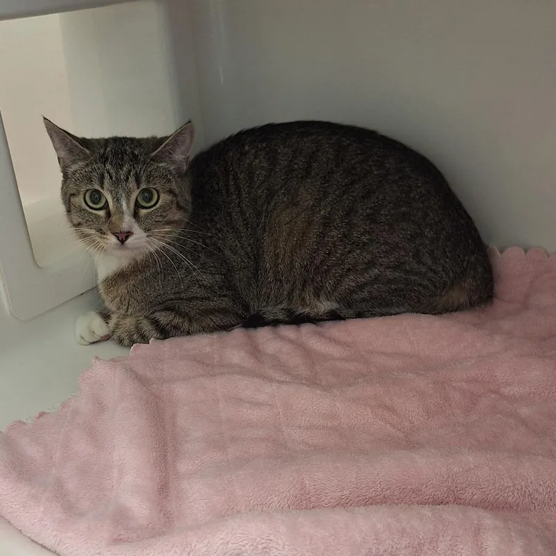 A young small-sized female Brown / Chocolate Domestic Short Hair cat named Amelia for adoption in Grantsville, UT