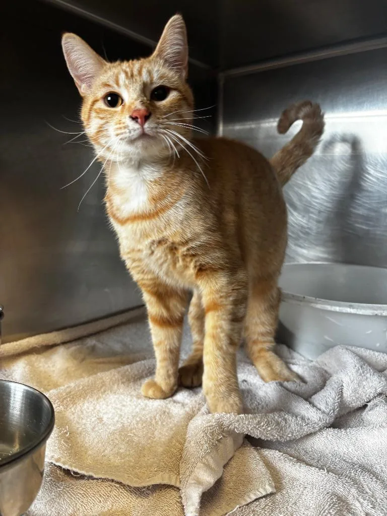 A young medium-sized male Domestic Short Hair cat named Shaggy for adoption in Lima, OH