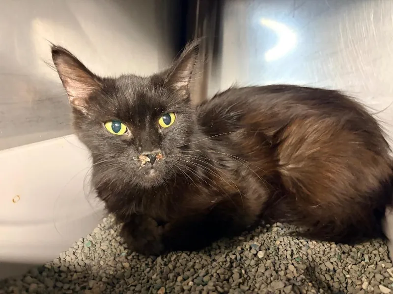 An adult medium-sized female Domestic Long Hair cat named Duchess for adoption in Huntington, IN