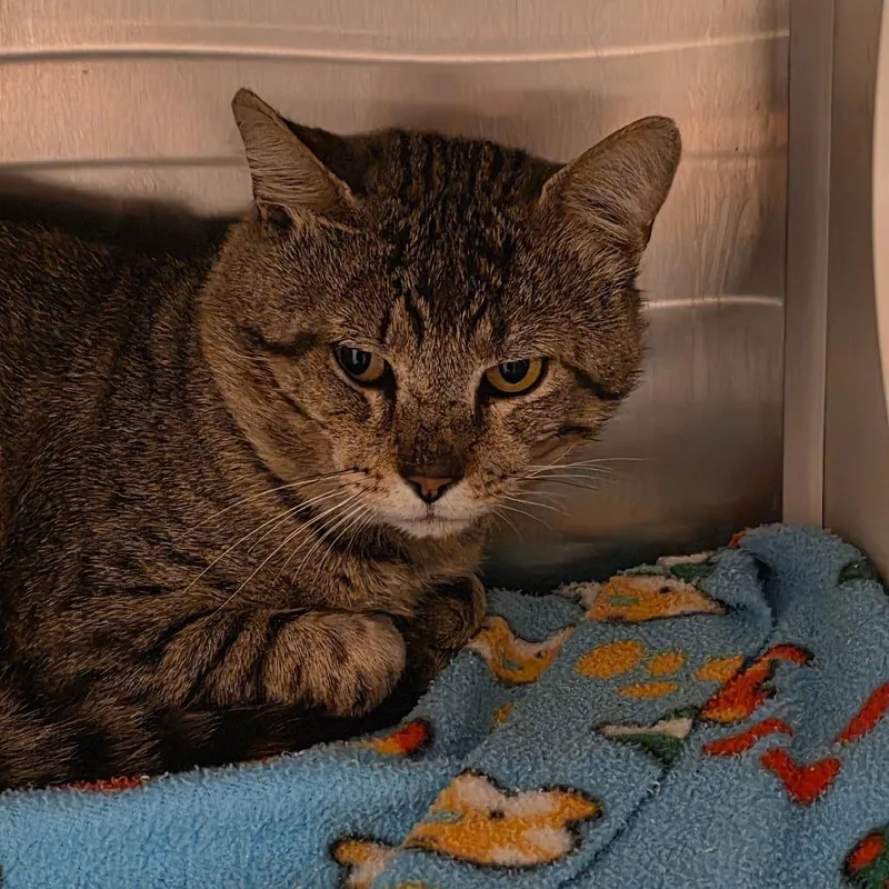 An adult large-sized male Brown / Chocolate Domestic Short Hair cat named Flint for adoption in Council Bluffs, IA