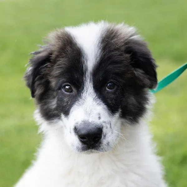 A baby large-sized male Great Pyrenees dog named Maverick for adoption in Oakland, CA
