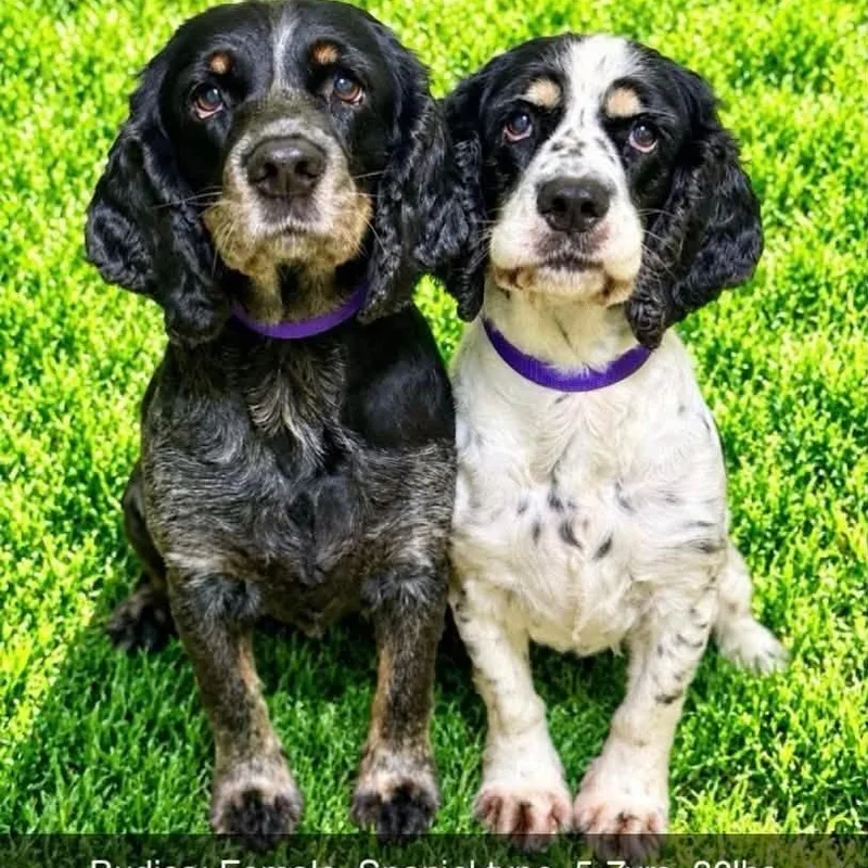 An adult medium-sized female Cocker Spaniel dog named Budica and Athena for adoption in Battle Creek, MI