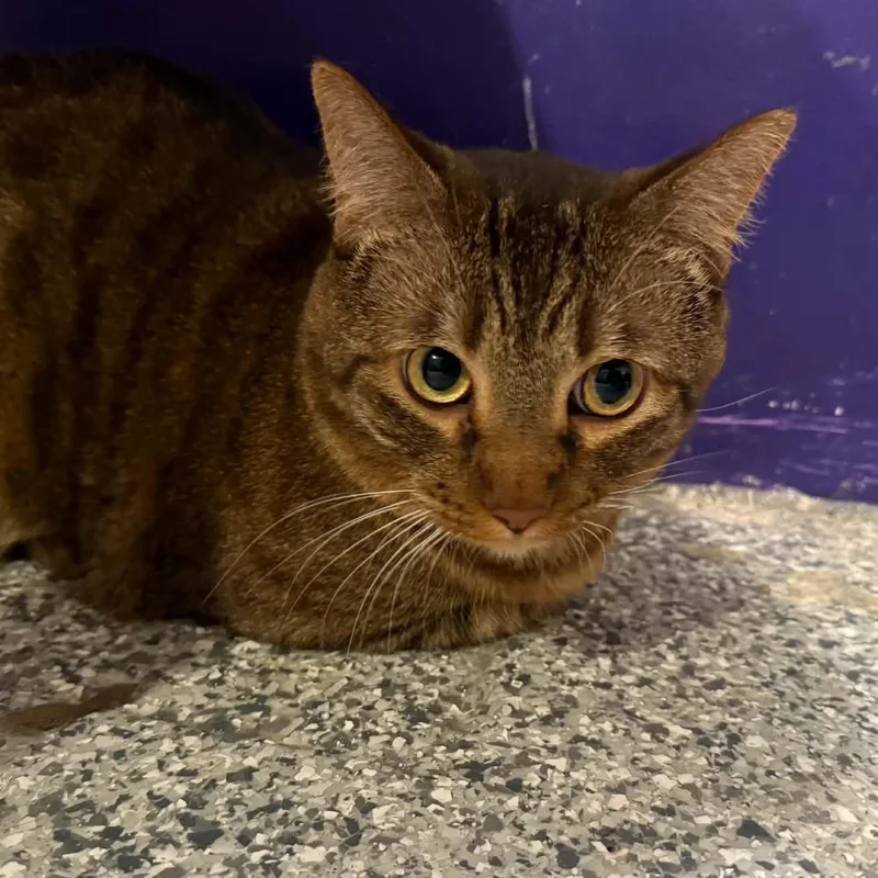 An adult large-sized male Savannah cat named Murphy for adoption in Antioch, CA
