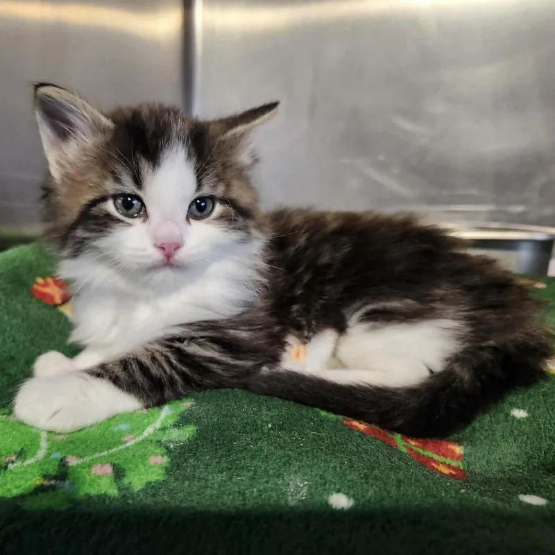 A baby small-sized male Brown / Chocolate Domestic Medium Hair cat named Christopher for adoption in Plainfield, IL