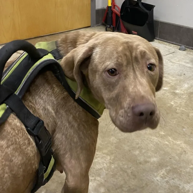 Stella  T thumbnail 2