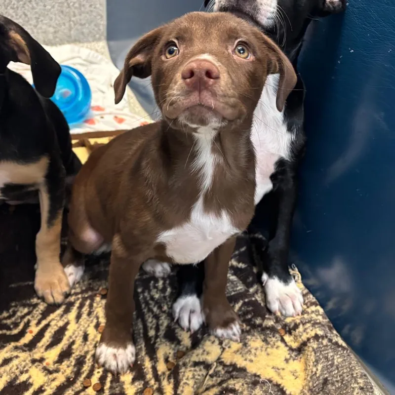 A baby medium-sized male Brown / Chocolate Mixed Breed dog named Measuring Cup for adoption in Washington Township, OH