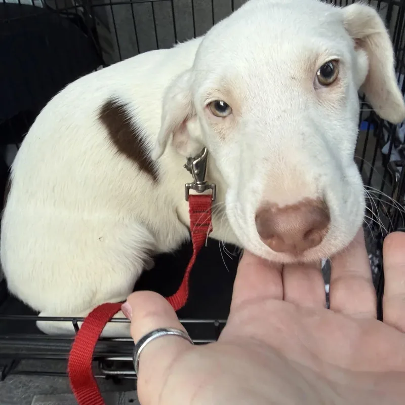 A baby medium-sized male White / Cream Portuguese Podengo dog named Bruno for adoption in HANSON, MA